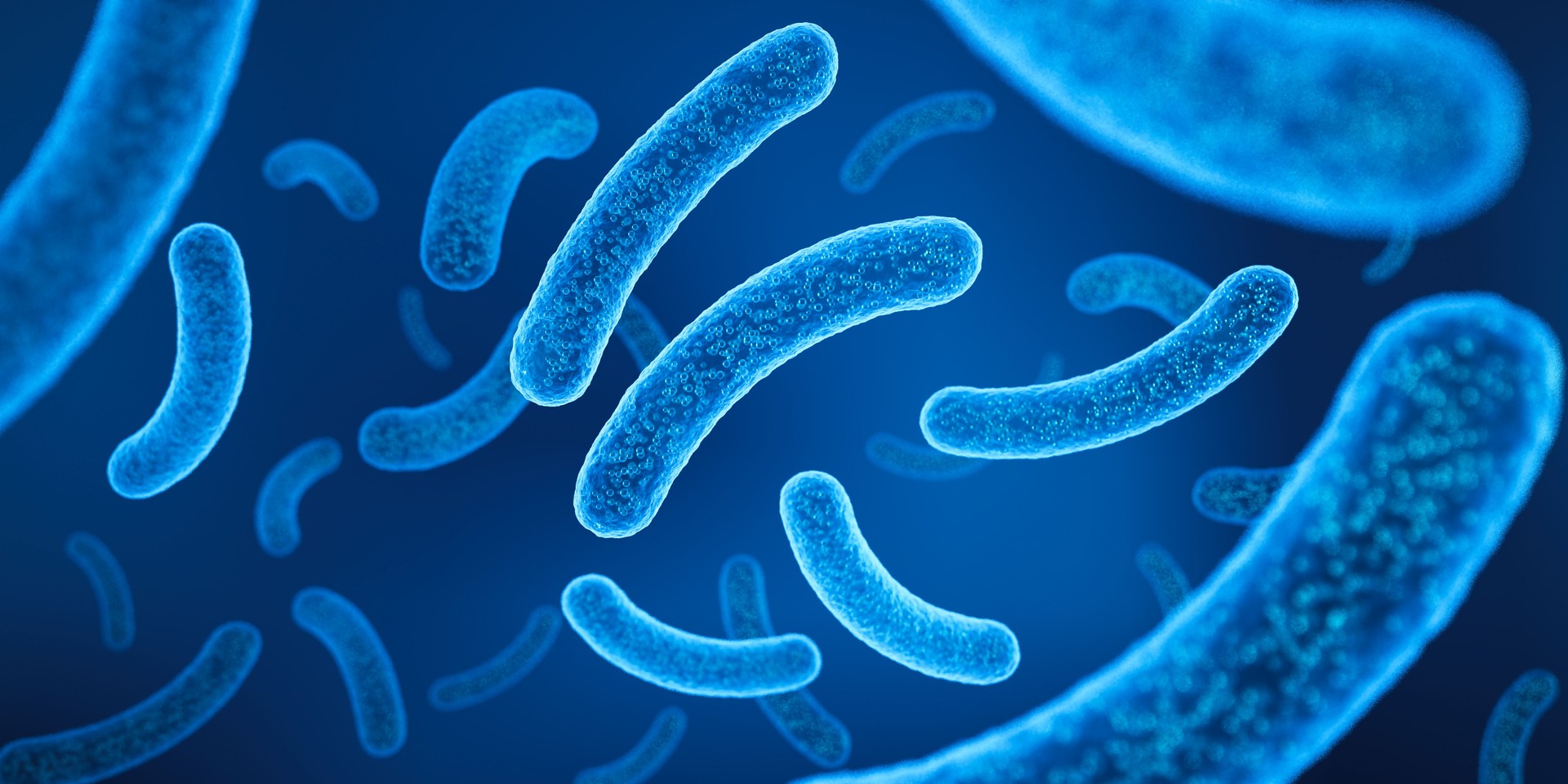 Probiotic bacteria, Lactobacillus. Probiotic bacteria, Lactobacillus.
